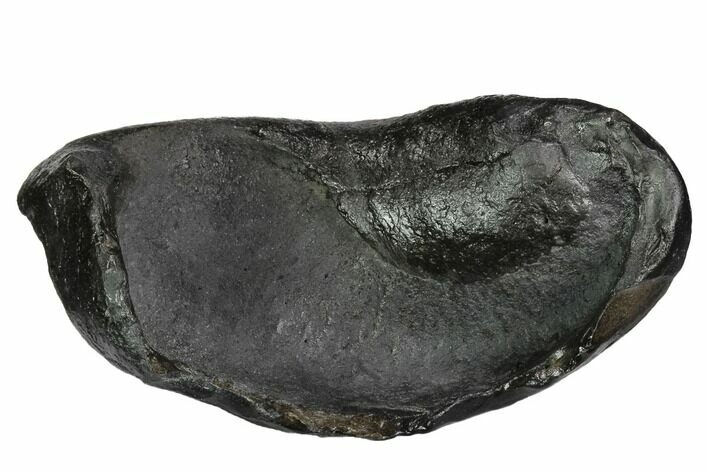 Large, Fossil Whale Ear Bone - Miocene #99982
